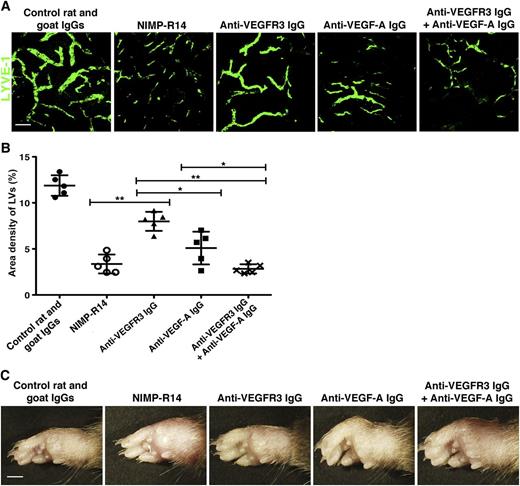 Figure 5. Neutralizing VEGF-A and blocking VEGF-D inhibit lymphangiogenesis during inflammation. (A-B) Footpad skin whole mounts from WT mice treated with control rat IgG, NIMP-R14, VEGF-A-neutralizing IgG, anti-VEGFR3 IgG, or a combination of VEGF-A-neutralizing IgG plus anti-VEGFR3 IgG were examined for lymphatic vessel network (A) and density (B) at 14 days postimmunization. (C) Footpad swelling in WT mice treated with control rat IgG, NIMP-R14, VEGF-A-neutralizing IgG, anti-VEGFR3 IgG, or a combination of VEGF-A-neutralizing IgG plus anti-VEGFR3 IgG. Images are representative of or pooled from 5 independent experiments (n = 5). Scale bars in panel A and panel C represent 100 μm and 2 mm, respectively. Bars represent mean ± SD. *P < .05; **P < .01.