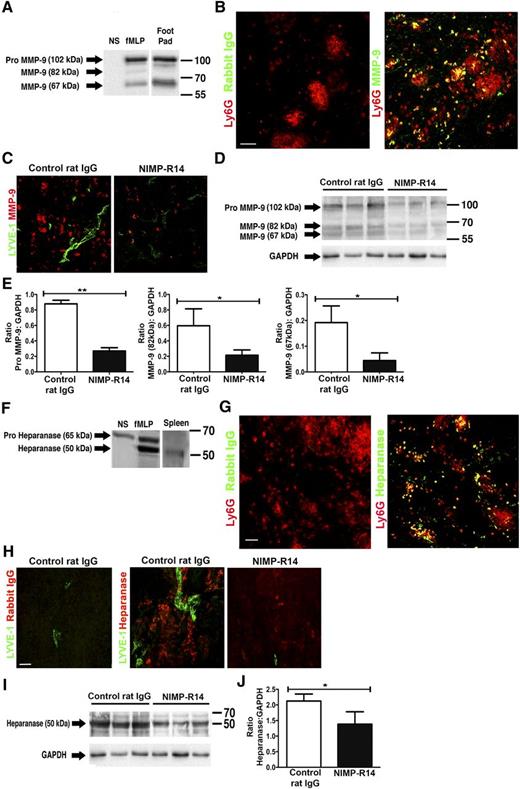 Figure 6. MMP-9 and heparanase in inflamed sites are decreased when neutrophil accumulation is attenuated. (A-B) Immunoblotting for MMP-9 in supernatant harvested from nonstimulated or fMLP-stimulated neutrophils. Immunized footpad serves as positive control. (B) Immunized footpad sections were examined for MMP-9 colocalization with neutrophils. (C) Inflamed footpad sections were immunostained to assess MMP-9 expression in NIMP-R14- and control rat IgG-treated mice. (D) Immunoblotting for MMP-9 in immunized footpads from NIMP-R14- or control rat IgG-treated mice. (E) Quantification of pro-MMP9 and MMP9 levels by immunoblotting. (F) Immunoblotting for heparanase in supernatant harvested from nonstimulated or fMLP-stimulated neutrophils. Spleen served as positive control. (G) Immunized footpad sections were examined for heparanase colocalization with neutrophils. (H) Inflamed footpad sections were immunostained to examine heparanase expression in NIMP-R14- and control rat IgG-treated mice. (I) Immunoblotting for heparanase in immunized footpads from NIMP-R14- or control rat IgG-treated mice. (J) Quantification of heparanase levels by immunoblotting. Each lane represents 1 individual mouse. Glyceraldehyde-3-phosphate dehydrogenase is used as a loading control. All immunoblots are representative of 2 independent experiments (n = 6-8). For all immunoblots, lanes were run on the same gel, although some lanes were noncontiguous. Quantification in panels E and J is pooled from these samples (n = 6-8). All images are representative of 5 independent experiments (n = 5). All scale bars represent 50 μm.