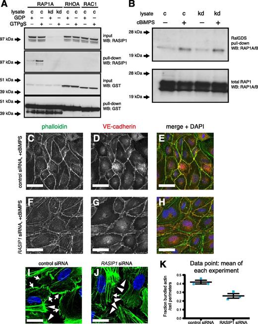 Figure 6. RASIP1 is a RAP1 effector that controls EC junction morphology. (A) Pull-down assay using purified RAP1A, RHOA, and RAC1 GST fusion proteins with control (c) or RASIP1 shRNA (kd) HUVEC lysates. RASIP1 interacts weakly with RAP1A-GST loaded with GDP, and more strongly with RAP1A loaded with nonhydrolyzable GTPγS. No significant interaction is seen with RHOA or RAC1. (B) RAP1 activation assay with control and RASIP1 shRNA-treated HUVEC lysates. No change in RAP1A activity is seen in the unstimulated (–cBiMPs) or activated (+cBiMPs) state. (C-H) Phalloidin (C,F, green in E,H) and VE-cadherin (D,G, red in E,H) staining in control (C-E) and RASIP1 (F-H) siRNA-transfected HUVEC treated with EGTA/cBiMPs. Note the diffuse and discontinuous appearance of VE-cadherin staining in panel G, and reduced F-actin incorporation at junctions in panel F. Scale bars: 20 μm. (I-J) Actin staining (green) in control and RASIP1 KD HUVECs. Arrows indicate regions of bundled actin at the cell periphery; arrowheads show areas of diffuse or perpendicular actin at free edges. Scale bars: 20 μm. (K) Quantification of bundled actin at the cell perimeter. Each data point is an experimental replicate; each experiment comprised of 8 images with numerous free edges. *P < .05 (Student t test).