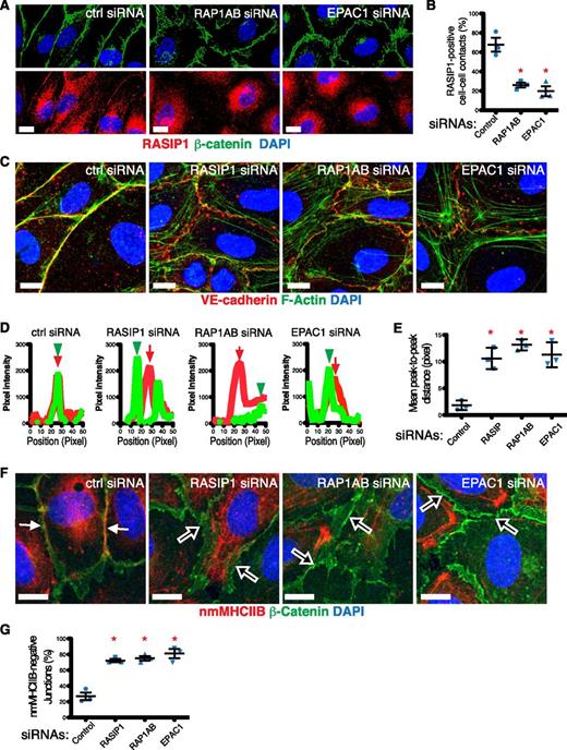 Figure 7. EPAC1-RAP1–dependent junctional localization and activity of RASIP1. (A,C,F) Representative images of HUVECs transfected with the indicated siRNA were stained for RASIP1 (red) + β-catenin (green) + DAPI (blue) (A), VE-cadherin (red) + phalloidin for F-actin (green) + DAPI (blue) (C), or nmMHCIIB (red) + β-catenin (green) + DAPI (blue) (F). VE-cadherin in panel C was stained prior to permeabilization so as to capture surface signal only. (B) Loss of RAP1A+B or EPAC1 significantly reduced RASIP1 localization to cell-cell contacts. (D) Line scans perpendicular to cell-cell junctions were performed on images similar to those shown in panel C; VE-cadherin (red lines) and F-actin (green lines) signal intensities vs scan position are depicted in these representative scan data. (E) Distance between the highest peaks of F-actin signal (green arrowheads in panel D) and VE-cadherin signal (red arrows in panel D) were measured and plotted against treatment conditions. (G) Cell-cell junctions that are positive for nmMHCIIB (solid white arrows in panel F) are frequently found in control cells, whereas junctions devoid of nmMHCIIB (open white arrows in panel F) were abundant in RASIP1, RAP1A+B, and EPAC1 siRNA-treated cells. All graphs summarize data from 3 independent experiments; each data point represents mean values from 1 experiment. Thirty junctions were evaluated per condition in each experiment. Red asterisks denote statistically significant difference between the indicated groups vs control. P < .01 (unpaired Student t test). Scale bars: 10 μm. All error bars are interexperimental SEM.