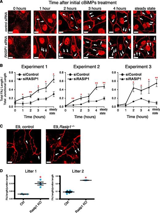 Figure 8. Loss of RASIP1 increases junction remodeling. (A) Time course of FAJ formation after EGTA treatment and cBiMPs stimulation. In control cells stained with VE-cadherin, linear junctions decay into an equilibrium of linear and FAJs (white arrows indicate a subset of FAJs). In RASIP1 KD HUVECs, FAJs appear earlier (∼1-2 hours post-cBiMPs) and accumulate more rapidly, culminating in an increased proportion of FAJs at steady state. (B) Quantification of FAJ/linear junction ratios in 3 experiments. (C) Whole-mount immunofluorescence staining of VE-cadherin in control and Rasip1−/− yolk sacs at E9. FAJs (white arrows) are increased in knockout yolk sacs, mirroring the in vitro finding. (D) Quantification of FAJ/linear junction ratios in yolk sacs from 2 separate litters of E9 embryos. Litter 1: n = 3 control, 4 Rasip1−/− embryos. Litter 2: n = 5 control, 2 Rasip1−/− embryos. Red asterisks denote statistical significance vs control groups. P < .01 (unpaired Student t test). Scale bars: 10 μm.