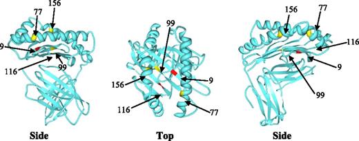 Figure 1. Position of studied amino acid residues within the class I HLA molecule.