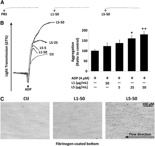 Figure 2. L5-induced platelet aggregation and adhesion. The results of platelet aggregation detected by using an aggregometer are shown. (A) Compared with the PBS control, 50 µg/mL L1 or L5 alone induced no platelet aggregation. (B) ADP-induced platelet aggregation was enhanced by the addition of 5, 25, or 50 µg/mL L5 in a dose-dependent manner. The quantification of aggregation is shown as the ratio of the treated group to the ADP-treated control (Ctl). Data are presented as the mean ± standard deviation (n = 6). *P < .05; **P < .01 vs ADP-treated control, determined by using 1-way analysis of variance with the Bonferroni post hoc test. (C) Parallel plate flow chamber analysis showed that platelets treated with 50 µg/mL L5 adhered to the fibrinogen-coated bottom of the chamber at a flow rate of 1500 S−1 (n = 3), whereas those treated with 50 µg/mL L1 or PBS (Ctl) did not.