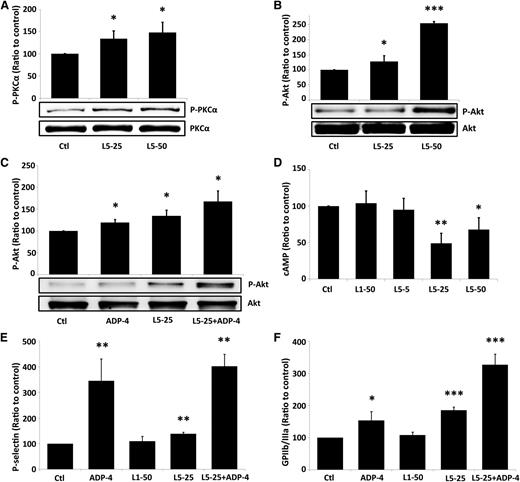 Figure 4. The requirement of the PKC signaling pathway for L5-mediated platelet activation. (A) L5 (25 or 50 μg/mL) increased PKCα phosphorylation in platelets in a dose-dependent manner. (B) L5 (25 or 50 μg/mL) alone induced Akt activation in a dose-dependent manner. (C) L5 (25 μg/mL) augmented ADP-induced (4 μM ADP) Akt phosphorylation. (D) L5 (25 or 50 μg/mL) decreased the expression of cAMP in platelets. Flow cytometry analysis of platelets, treated as indicated, showing the number of cells in which (E) P-selectin is expressed and (F) GPIIb/IIIa is activated, expressed as a ratio to that of the PBS-treated control (Ctl) group. All data shown represent the mean ± standard deviation; *P < .05; **P < .01; ***P < .001 vs PBS-treated control (n = 5), determined by using 1-way analysis of variance with the Bonferroni post hoc test.