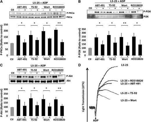 Figure 5. Mediation of the L5-induced signaling pathway by PAFR and LOX-1. Phosphorylation of (A) PKCα, (B) PI3K, and (C) Akt induced by the combination of 4 μM ADP and 25 μg/mL L5 was prevented by ABT-491 (blocks PAFR), TS-92 (neutralizes LOX-1), Wortmannin (Wort; inhibits PI3K), and RO318820 (inhibits PKC activation). The expression of protein is shown as a ratio to that of the PBS-treated control (Ctl) group. (D) Platelet aggregation induced by ADP and 25 μg/mL L5 was attenuated in the presence of ABT-481, TS-92, Wortmannin, and RO318820. Black bars represent the mean ± standard deviation. *P < .05; **P < .01 vs ADP + L5-treated group (n = 5), determined by using 2-way analysis of variance with the Bonferroni post hoc test.