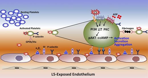 Figure 7. A schematic diagram showing the mechanism by which L5 triggers platelet activation and aggregation. L5 promotes thrombogenesis by increasing endothelial expression of tissue factor and P-selectin, which are prone to enhance platelet adherence and activation. In addition, L5 activates platelets through the receptors LOX-1 and PAFR and enhances ADP-induced signaling. The receptor signaling through LOX-1 and PAFR mediates PI3K/PKC activation, which leads to the phosphorylation of AKT and reduces cAMP levels while promoting the release of granules. P-selectin is expressed on both the surface of platelets and ECs to increase platelet-EC interactions.