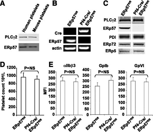 Figure 1. Characterization of the platelets of Pf4-Cre/ERp57fl/fl mice. (A) The monoclonal anti-ERp57 antibody (Mab1) reacts with mouse ERp57 by western blot (with PLCγ2 loading control; 30 μg of protein). (B) Platelet reverse-transcription polymerase chain reaction products of ERp57fl/fl and Pf4-Cre/ERp57fl/fl mice. The primers for ERp57 gave the predicted 186-bp product in wild-type but not ERp57-deficient platelets. The primers for Cre-recombinase gave the predicted 450-bp product in Cre-positive ERp57-deficient platelets but not wild-type platelets. The primers for mouse β-actin yielded the predicted 265-bp product. (C) Western blot of lysates using the anti-ERp57 antibody (PLCγ2 control). Blotting results for PDI, ERp72, and ERp5 are shown. In panels B-C, the lanes for a specific RNA or protein were run on the same gel but were noncontiguous. (D) Platelet counts in ERp57fl/fl and Pf4-Cre/ERp57fl/fl mice ± SE (n = 10). (E) Normal glycoprotein expression in platelets from Pf4-Cre/ERp57fl/fl mice compared with ERp57fl/fl littermate controls ± SE (n = 8). Mouse platelets were incubated with antibodies to αIIbβ3, GPIb, or GPVI and analyzed by flow cytometry.