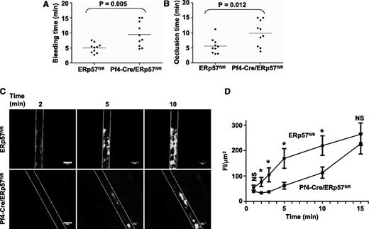 Figure 2. Platelet-derived ERp57 is required for hemostasis, thrombosis, and platelet accumulation into a growing thrombus. (A) Tail bleeding times and (B) time to occlusion of FeCl3-induced carotid artery thrombosis in Pf4-Cre/ERp57fl/fl mice compared with ERp57fl/fl littermate controls. (C) Incorporation of platelets from ERp57fl/fl or Pf4-Cre/ERp57fl/fl mice into the growing thrombus. (D) Composite of FI/µm2 in ERp57fl/fl, • (n = 18) and Pf4-Cre/ERp57fl/fl, ■ (n = 16) mice ± SE; *P < .05. Mean vessel diameters; ERp57fl/fl 114.8 ± 5.7; Pf4-Cre/ERp57fl/fl: 111.1 ± 5.4 (P = NS). Dotted lines mark the vessel wall. White bar = 100 µm. Images are ×100 magnification.