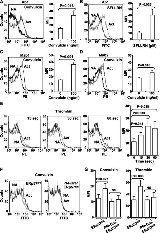 Figure 6. Platelet surface ERp57 protein increases with platelet activation. Surface expression was detected with the polyclonal anti-ERp57 antibody (Ab1) in response to convulxin (A) and SFLLRN (B). Surface expression was also detected by the monoclonal anti-ERp57 antibodies Mab1 (C) or Mab2 (D) using convulxin. Left panels show a representative result with non-activated (NA) and activated (Act) platelets; right panels show the MFI from several experiments ± SE (A, n = 8; B, n = 4; C, n = 5; D, n = 5). The platelets were incubated with convulxin or SFLLRN for 5 minutes before the analysis. When primary monoclonal antibodies were used, secondary PE-labeled antimouse antibodies were used. (E) Time course of surface expression of ERp57 in platelets using thrombin (3 U/mL) ± SE (n = 3). Left panels, representative flow histograms; right panel MFI ± SE (n = 3). (F) Mab1 binds to ERp57fl/fl platelets but not to ERp57-deficient platelets. Shown is binding of Mab1 to nonactivated platelets and activated platelets that express (ERp57fl/fl) or lack ERp57 (Pf4-Cre/ERp57fl/fl). The platelets were activated with convulxin (600 ng/mL). The curves with nonactivated and activated ERp57-deficient platelets are superimposable. (G) Cumulative data showing binding of Mab1 to mouse platelets activated with convulxin (1 µg/mL) or thrombin (3 U/mL) ± SE (n = 3).