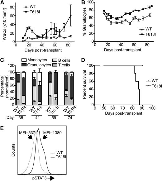 Figure 1. CSF3RT618I causes a fatal disorder reminiscent of neutrophilic leukemia. Mice were transplanted with bone marrow expressing CSF3RWT (n = 5) or CSF3RT618I (n = 5). (A) CSF3RT618I causes leukocytosis. Total WBCs were measured over time in both the WT and T618I groups using an animal blood counter (scil Vet ABC). (B) Leukocytosis of CSF3RT618I is caused by granulocytic expansion. The percentage of granulocytes was measured using an animal blood counter and plotted over time. (C) CSF3RT618I results in an expansion of the granulocyte lineage at the expense of lymphocytes. Flow cytometry analysis was performed on peripheral blood from CSF3RWT and CSF3RT618I mice over time. The percentage of granulocytes relative to B-cell and T-cell lineages was increased in CSF3RT618I mice relative to CSF3RWT mice. Gating schemes used for analysis are shown in supplemental Figure 1. (D) CSF3RT618I mutation is uniformly lethal. For CSF3RT618I mice, events represent mouse death (n = 3) or euthanization as a result of moribund appearance (n = 2). The CSF3RWT mice were sacrificed at day 90 for histologic analysis; all mice appeared healthy. (E) CSF3RT618I mice have increased levels of phospho-STAT3. Blood from CSF3RWT or CSF3RT618I mice was pooled and pSTAT3 levels were measured by phospho-flow cytometry. Mean fluorescence intensity (MFI) of pSTAT3 was 604.5 for CSF3RWT and 1354.3 for CSF3RT618I.