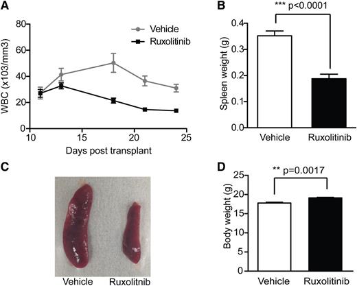 Figure 2. The JAK1/2 inhibitor ruxolitinib decreases WBC count and reduces splenomegaly in CSF3RT618I mice. A second cohort of mice was transplanted with bone marrow expressing CSF3RT618I (n = 18); treatment with 90 mg/kg ruxolitinib twice per day (n = 9) or vehicle (n = 9) was initiated at day 12 post transplant. (A) Treatment with ruxolitinib results in prompt reduction in WBC count. Peripheral blood was collected on all mice 1 to 2 times per week. (B) Ruxolitinib decreases spleen weight. Mice were sacrificed on day 21 or 24 to evaluate spleen size. (C) Representative images of spleens from ruxolitinib- or vehicle-treated mice at time of necropsy. (D) Ruxolitinib-treated mice have significantly increased body weight compared with vehicle-control mice. Body weight was recorded on day 24 post transplant.