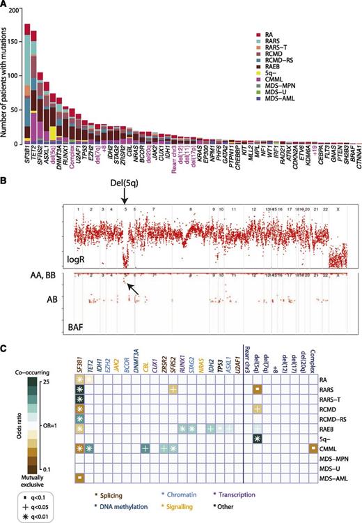Figure 1. Genomic architecture of MDS. (A) Frequency of driver mutations identified in the sequencing screen or by cytogenetics in the cohort of 738 patients, broken down by MDS subtype. (B) Example of a copy number plot from a patient with a cytogenetically proven deletion on chromosome 5q. The upper panel depicts the normalized sequencing yields per exon; the lower panel depicts the variant allele fraction for germline SNPs. “AB” indicates the expected B-allele fractions for heterozygous SNPs; “AA” and “BB” indicate the position of the expected B-allele fractions for the homozygous SNPs AA and BB. (C) Associations among genes and cytogenetic abnormalities with disease subtypes in the study. Only associations with a q value (P value corrected for multiple hypothesis testing) <.1 are shown. Associations are colored by odds ratio. Blue-green colors depict gene-subtype associations that are observed together more than expected by chance, with brown colors depicting gene-subtype associations observed together less frequently than expected by chance.
