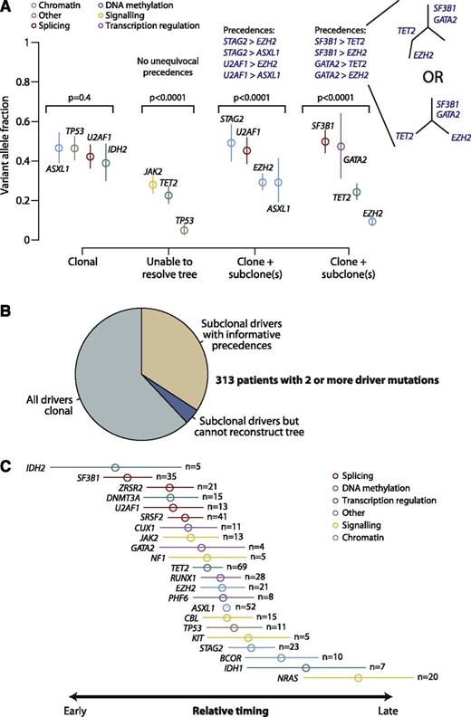 Figure 3. Clonal and subclonal driver mutations in MDS. (A) Variant allele fractions (y-axis) for driver mutations identified in 4 illustrative patients. The points show the observed allele fraction, with the vertical bars denoting 95% CIs in this fraction. The leftmost patient shows 4 driver mutations all at the same allele fraction. The second patient from the left shows statistical evidence for clonal heterogeneity, but the variant allele fractions are too low to establish phylogenetic relationships among mutations unambiguously. The rightmost 2 patients have statistically significant differences in observed allele fractions among driver mutations with some definitive phylogenetic structure. The phylogenetic tree cannot always be fully resolved (see possible trees for the 4th patient), but even with this uncertainty, 4 informative pairwise precedences can be unambiguously stated. (B) Pie chart showing the distribution of clonality and subclonality among 313 patients with 2 or more driver mutations. (C) Results of a Bradley-Terry model showing the relative temporal order of genes involved in at least 5 pairwise precedences. The estimates are calculated in relation to ASXL1 as the reference point, and standard errors are shown as horizontal bars. Genes are colored by their general biological function. A total of 107 patients contributed informative precedences.