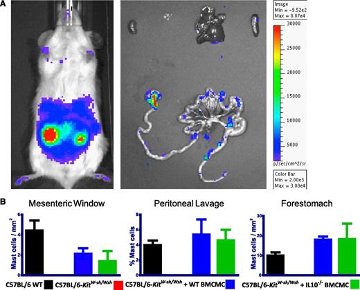 Figure 4. Engraftment of BMCMCs into C57BL/6-KitW-sh/Wsh recipients. (A) Engraftment of BMCMCs derived from luc+C57BL/6J mice was assessed 8 weeks after intraperitoneal injection. Ex vivo imaging of internal organs indicates that mast cell engraftment was primarily in the gut and stomach tissue and not in mesenteric lymph nodes or (from top left to right) kidney, cervical lymph nodes, liver, or spleen. (B) Toluidine blue staining confirmed the presence of mast cells in mesenteric windows, peritoneal cavity (by lavage), and forestomach of mice, whether mast cells were derived from WT C57BL/6 mice or IL-10−/− C57BL/6 mice.