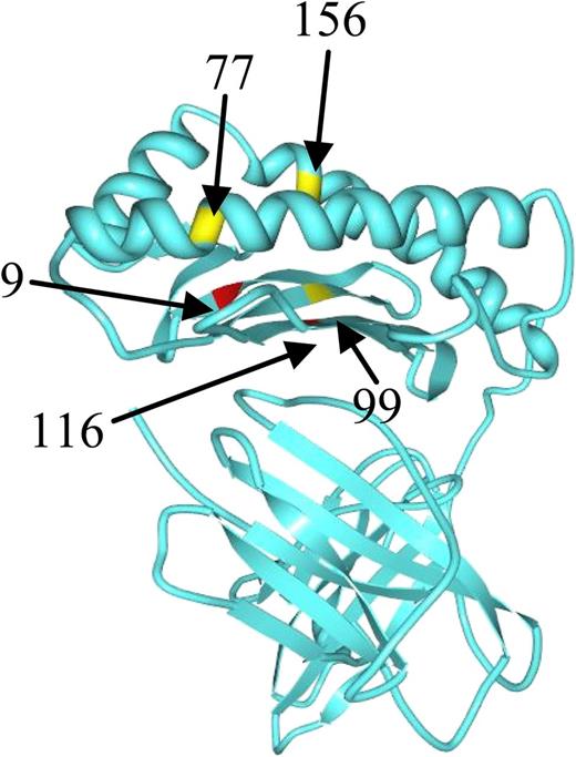 Position of studied amino acid residues with the class I HLA molecule. See the complete Figure 1 in the article by Pidala et al that begins on page 3651.