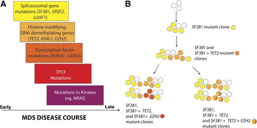 Temporal order of mutation acquisition in MDS based on data from Papaemmanuil et al. (A) Analysis of the variant allele fractions in 111 genes sequenced in 738 patients with MDS and related disorders yielded a common pattern of mutation acquisition in the natural history of MDS. Based on this work, it appears that mutations in genes encoding spliceosomal components occur early in the pathogenesis of MDS with mutations in epigenetic modifiers and transcripitional regulators occurring later. Mutations activating cytokine signaling appear to be among the latest clonal events in MDS. In the figure, the width of the box indicates the time frame in which mutations of genes described in the box occurs. The overlap of the boxes indicates the fact the patterns of mutation acquisition in MDS are not absolute. (B) The authors noted that nearly half of MDS patients had ≥2 frequently mutated genes simultaneously. In these individuals, one-third had multiple subclones and an attempt to construct the clonal hierarchy of 1 such individual bearing TET2, SF3B1, and EZH2 mutations from the study is shown.