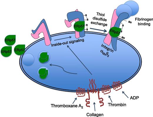 Platelet activation results in the relocation of the thiol isomerase enzyme ERp57 to the platelet surface where it binds to the β3 integrin subunit. The absence of ERp57 protein, or inhibition of its activity, results in diminished platelet activation, aggregation, and recruitment into a growing thrombus. Because integrin αIIbβ3 activation, which is necessary for fibrinogen binding, is associated with disulfide rearrangement, this suggests ERp57 may contribute to its activation or stabilization in a conformation that is able to bind to fibrinogen.