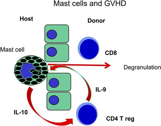 In an early step of GVHD an accumulation of CD8 T cells and mast cells is observed in the host's epithelium; following degranulation, activated mast cells produce IL-10 to stimulate regulatory CD4 T cells which in turn may produce IL-9 for the stimulation of mast cells. In mast cell deficient mice (C57BL/6-KitW-sh/Wsh) regulatory CD4 T cells may not be sustained and other T cells may proliferate in an overwhelming fashion (see Lu et al7).