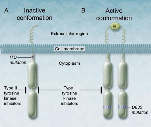 Binding of the ITD-altered FLT3 tyrosine kinase receptor by type I and type II TKIs. (A) Type II inhibitors are thought to bind the inactive conformation of the FLT3 receptor tyrosine kinase and in this manner potently inhibit the ITD-altered FLT3 tyrosine kinase, but they have limited activity against secondary point mutations such as D835, because (B) D835 point mutations are thought to destabilize the inactive conformation of the FLT3 kinase in favor of the active conformation. Therefore, type I inhibitors, such as crenolanib, which can also bind the active conformation of the enzyme, can effectively inhibit the FLT3 kinase altered by the D835 mutation. FL, FLT3 ligand. Professional illustration by Alice Y. Chen.