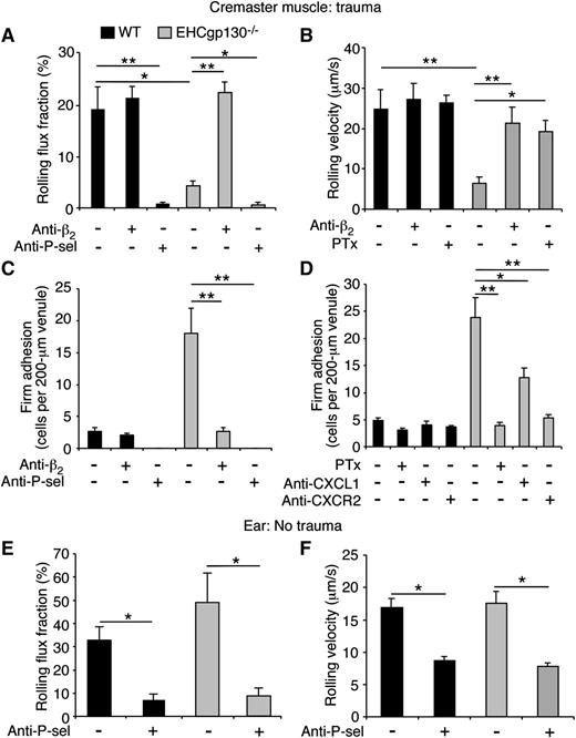 Figure 1. Neutrophils rolling on P-selectin transition to integrin-dependent arrest in trauma-stimulated venules of EHCgp130−/− mice. Neutrophil rolling flux fraction (A), rolling velocity (B), and firm adhesion (C-D) were measured in venules of cremaster muscle from WT and EHCgp130−/− mice subjected to surgical trauma to mobilize P-selectin and CXCL1 to the venular surface. Before surgery, some mice were injected intravenously with blocking mAbs to P-selectin (P-sel), β2 integrins (β2), CXCL1, or CXCR2, or with PTx. Basal neutrophil rolling flux fraction (E) and rolling velocity (F) were measured in dermal venules of ear in the absence of trauma. The data represent the mean ± SEM from 15 to 20 venules from 4 to 5 mice in each group. *P < .05, **P < .01.