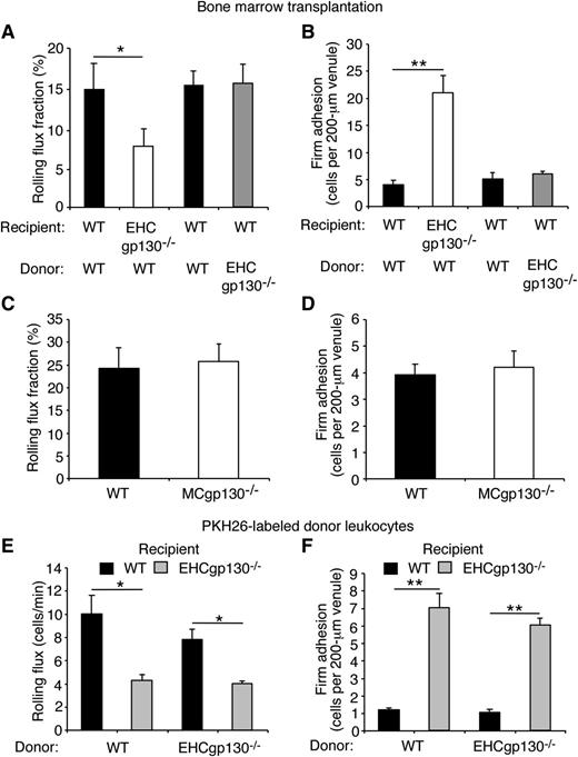 Figure 2. Deficiency of gp130 in endothelial cells causes rolling neutrophils to arrest in trauma-stimulated venules. Neutrophil rolling flux fractions and firm adhesion were measured in trauma-stimulated venules of cremaster muscle. (A-B) Data from chimeras generated by transplanting bone marrow cells of the indicated genotype into irradiated recipient mice of the indicated genotype. (C-D) Data from WT and MCgp130−/− mice. (E-F) PKH26-labeled donor leukocytes of the indicated genotype were injected intravenously into recipient mice of the indicated genotype. Rolling and firm adhesion of the injected cells was measured by fluorescence microscopy. The data represent the mean ± SEM from 15 to 20 venules from 4 to 5 mice in each group. *P < .05, **P < .01.