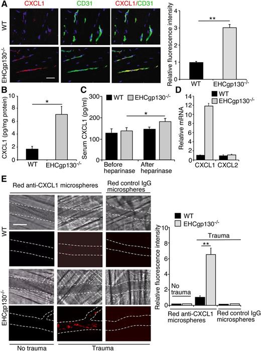 Figure 3. EHCgp130−/− mice overexpress CXCL1 in endothelial cells. (A) Frozen sections of cremaster muscle from WT and EHCgp130−/− mice were stained with mAbs to CXCL1 (red) and CD31 (green). Fluorescent images were visualized with a confocal microscope. Yellow staining indicates overlapping distribution of CXCL1 and CD31 in the merged images. The bar represents 50 µm. The bar graph quantifies the relative fluorescence intensity for CXCL1. (B) Quantification of CXCL1 protein in cremaster muscle. (C) Quantification of CXCL1 protein in serum before or after intravenous injection of heparinase. (D) Quantification of mRNA for CXCL1 and CXCL2 in cremaster muscle. (E) Images of Fluoresbrite Red microspheres coated with anti-CXCL1 mAb or isotype control IgG (injected intravenously) adhering to endothelial cells in unstimulated or trauma-stimulated venules of cremaster muscle of each genotype. The bar represents 100 µm. The bar graph quantifies the relative fluorescence intensity of the adherent microspheres. The images in (A) and (E) are representative of 3 independent experiments. The data in the bar graphs represent the mean ± SEM from 15 to 20 venules from 4 to 5 mice in each group. The data in (B-D) represent the mean ± SEM from 5 mice in each group. *P < .05, **P < .01.