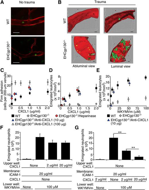 Figure 4. Elevated CXCL1 expression in EHCgp130−/− venules impairs transendothelial migration of neutrophils to superfused chemoattractants. (A) Whole-mount confocal images of unstimulated cremaster muscle. Mice expressing GFP in myeloid cells (control LysMCre+ or EHCgp130−/−/LysMCre+) were injected intravenously with biotin-conjugated rat anti-CD31 mAb and then sacrificed. The cremaster muscle was rapidly isolated, fixed in situ, permeabilized, and stained with secondary Alexa 546–conjugated streptavidin. GFP-positive neutrophils show as green and CD31-positive endothelial cells show as red. The bar represents 50 µm. (B) Three-dimensional reconstructions of confocal microscopic images of trauma-stimulated venules of cremaster muscle from WT and EHCgp130−/− mice. Neutrophils (green) were stained with anti–neutrophil elastase antibody, and endothelial cells (red) were stained with anti-CD31 antibody. The bar represents 10 µm. (C-D) Recombinant CXCL1 at the indicated concentration was superfused over the cremaster muscle of WT or EHCgp130−/− mice immediately after exteriorization. After 30 minutes, the number of firmly adherent leukocytes (C) or emigrated extravascular leukocytes (D) was measured. (E) Synthetic peptide WKYMVm at the indicated concentration was superfused over the cremaster muscle of WT or EHCgp130−/− mice immediately after exteriorization. After 30 minutes, the number of emigrated extravascular leukocytes was measured. (C-E) Some EHCgp130−/− mice were injected intravenously with heparinase or anti-CXCL1 mAb 30 minutes before cremaster muscle exteriorization; for clarity, some of these data symbols are offset to the right or left of the symbols for untreated EHCgp130−/− mice. (F-G) WT bone marrow neutrophils in buffer with or without the indicated concentration of CXCL1 were placed in the upper chamber of transwell membranes coated with or without the indicated concentration of ICAM-1 or CXCL1. The bottom chamber contained buffer with or without the indicated concentration of WKYMVm peptide. After 60 minutes, the number of neutrophils migrating into the lower chamber was measured. The data in (A) are representative of 3 independent experiments. The data in (C-E) represent the mean ± SEM from 15 to 20 venules from 4 to 5 mice in each group. The data in (F-G) represent the mean ± SEM from 3 independent experiments. **P < .01.