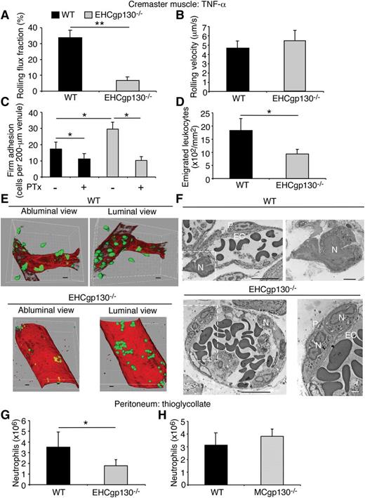 Figure 5. Impaired transendothelial migration of neutrophils in EHCgp130−/− mice after challenge with TNF-α or thioglycollate. Neutrophil rolling flux fraction (A), rolling velocity (B), firm adhesion (C), and transendothelial migration (D) were measured in venules of cremaster muscle from WT and EHCgp130−/− mice 2 hours after TNF-α was injected into the scrotum. (C) As indicated, PTx was injected intravenously before TNF-α was injected. (E) Three-dimensional reconstructions of confocal microscopic images of TNF-α–stimulated venules of cremaster muscle from WT and EHCgp130−/− mice. Neutrophils (green) were stained with anti–neutrophil elastase antibody, and endothelial cells (red) were stained with anti-CD31 antibody. The bar represents 10 µm. (F) Electron micrographs of TNF-α–stimulated venules of cremaster muscle from WT and EHCgp130−/− mice. For each genotype, the right panel is a higher magnification of the area within the dashed lines in the left panel. N, neutrophil; P, pericyte, EC, endothelial cell. The bar in the left panel represents 10 µm, the bar in the right panel represents 2 µm. (G-H) Mice of the indicated genotype were injected with thioglycollate intraperitoneally. After 4 hours, peritoneal cells were lavaged and neutrophils were quantified by flow cytometry. The data in (A-D) represent the mean ± SEM from 15 to 20 venules from 4 to 5 mice in each group. The data in (E-F) are representative of at least 10 randomly selected vessel segments. The data in (G-H) represent the mean ± SEM from 5 mice in each group. *P < .05, **P < .01.