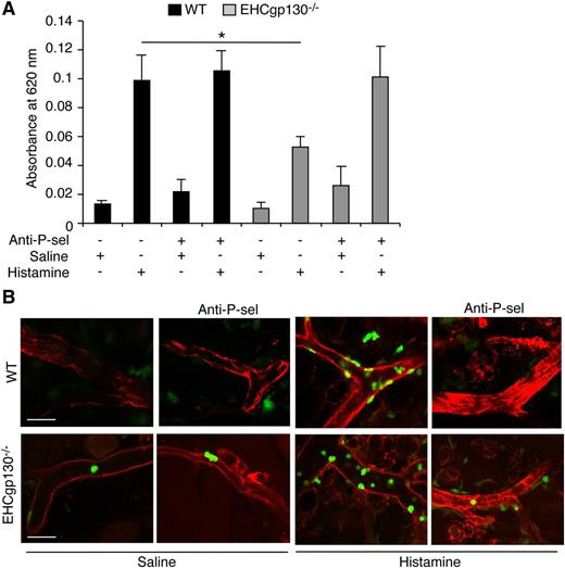 Figure 6. Excessive neutrophil adhesion impairs histamine-induced vascular permeability in EHCgp130−/− mice. (A) Extravasation of Evan’s blue dye (injected intravenously) into the skin of WT or EHCgp130−/− mice was measured 30 minutes after intradermal injection of saline or histamine. As indicated, anti–P-selectin mAb was injected intravenously before Evan’s blue dye was injected. (B) Whole-mount confocal images of skin from LysMCre+ or EHCgp130−/−/LysMCre+ mice. The mice were injected intradermally with saline or histamine. After 20 minutes, they were injected intravenously with biotin-conjugated anti-CD31 mAb. After another 10 minutes, they were sacrificed. The skin was rapidly excised, fixed, permeabilized, and stained with secondary Alexa 546–conjugated streptavidin. GFP-positive neurophils show as green and CD31-positive endothelial cells show as red. As indicated, anti–P-selectin mAb was injected intravenously before the intradermal injection. The bar represents 50 µm. The data in (A) represent the mean ± SEM from 5 mice in each group. The data in (B) are representative of 3 experiments. *P < .05.