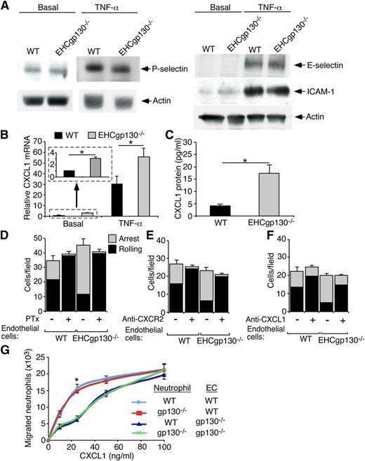 Figure 7. Elevated CXCL1 expression in cultured gp130-deficient endothelial cells increases neutrophil arrest but impairs neutrophil transendothelial migration. Cultured lung endothelial cells from WT or EHCgp130−/− mice were left unstimulated (basal) or stimulated with TNF-α for 4 hours. (A) Levels of the indicated proteins were measured by immunoblotting of cell lysates. (B) Relative CXCL1 mRNA in unstimulated and TNF-α–stimulated endothelial cells was measured by reverse-transcriptase polymerase chain reaction. (C) CXCL1 protein in unstimulated endothelial cells was measured by ELISA. (D-F) Numbers of WT neutrophils rolling or firmly adherent (arrest) on monolayers of TNF-α–stimulated endothelial cells from WT or EHCgp130−/− mice. As indicated, some cells were pretreated with PTx or with anti-CXCR2 or anti-CXCL1 mAb. (G) Monolayers of lung endothelial cells (EC) of the indicated genotype cultured on transwell filters were stimulated with TNF-α. Neutrophils of the indicated genotype were added to the upper compartment, and CXCL1 at the indicated concentration was added to the lower compartment. After 60 minutes, the number of neutrophils migrating into the lower compartment was measured. The data in (A) are representative of 3 independent experiments. The data in (B-C) represent the mean ± SEM from 6 mice in each group. The data in (D-G) represent the mean ± SEM from 3 experiments. *P < .05.