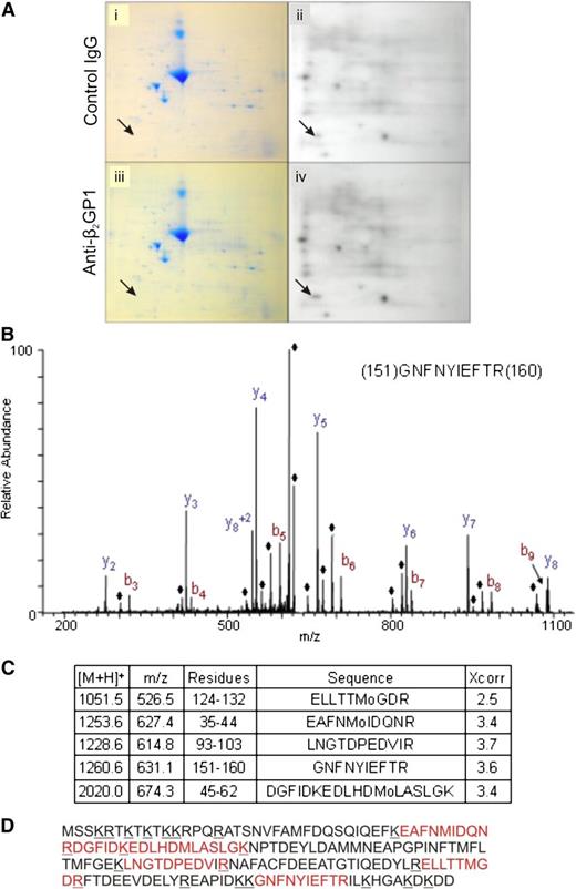 Figure 2. Assessment of protein phosphorylation in cells activated by anti-β2GPI antibodies. Endothelial cells were metabolically labeled with 32P-orthophosphate in serum and phosphate-free media prior to addition of β2GPI and either control IgG or affinity-purified anti-β2GPI antibodies. Total cell lysates were subjected to 2D SDS-PAGE. (A) Coomassie staining (i,iii) and autoradiography (ii,iv) of total cell lysates from cells incubated with β2GPI and control IgG (i-ii), or β2GPI and anti-β2GPI antibodies (iii-iv). Arrows point to the protein spot demonstrating consistently increased phosphorylation following incubation of cells with anti-β2GPI antibodies. (B) Mass spectrometric profile of the differentially phosphorylated protein following tryptic digestion. The ions denoted with the ♦ represent H2O loss peaks. (C) The 5 myosin RLC peptides identified in this analysis, including the Sequest Xcorr score for each peptide. (D) Sequence of myosin RLC with the peptides positively identified in the LC-MS/MS analysis shown in red.