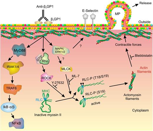 Figure 7. Mechanism of myosin II–mediated release of microparticles from endothelial cells activated by anti-β2GPI antibodies. In this diagram, crosslinking of β2GPI bound to a cell surface receptor (ie, annexin A2) leads to activation of intracellular signaling, including the TLR4–NF-κB pathway. ERK 1/2 and ROCK are also activated, though the pathways leading to activation of these kinases have not been clearly defined. We propose that ERK mediates activation of MLCK and that MLCK and ROCK mediate phosphorylation of RLC on T18/S19; activation by both MLCK and ROCK may be needed to achieve sufficient RLC phosphorylation to trigger subsequent events. Phosphorylated RLC causes the myosin heavy chain to unfold and bind actin, leading to submembranous actin-myosin assembly. Submembranous contractile forces promote budding of microparticles from the endothelial cell surface membrane. Y-27632, ML-7, and blebbistatin inhibit various steps in this pathway, impairing microparticle release. However, the expression of cell surface E-selectin is not impaired by these inhibitors.