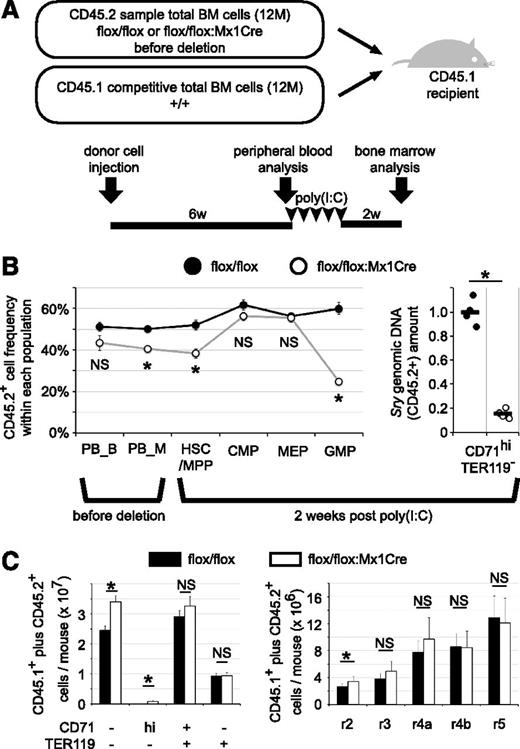 Figure 4. The contribution of TRIM28 to erythropoiesis is erythroid cell autonomous. (A) Experimental design. Total bone marrow donor cells isolated from Trim28flox/flox:TgMx1Cre (flox/flox:Mx1Cre) or control Trim28flox/flox (flox/flox) mice (CD45.2) were coinjected with an approximately equal number of wild-type competitive donor cells (CD45.1) into lethally irradiated wild-type recipient mice (CD45.1). (B) CD45.2 and CD45.1 expression in each population in peripheral blood (before Cre induction) or in bone marrow (2 weeks post Cre activation) were analyzed by flow cytometry (left panel). Peripheral blood cells were analyzed 6 weeks after transplantation for CD45.2+ donor cell contribution in the Mac1+Gr1+ myeloid (PB_M) and B220+CD19+ B lymphoid (PB_B) populations. Total bone marrow cells were analyzed 2 weeks after completing poly(I:C) treatment for CD45.2+ donor cell contribution to the HSC/MPP, CMP, MEP, and GMP compartments. Each circle represents the average of control (black circle) or TMC mutant cells (open circle) with SEM (left panel). Data represent the summary of 8 recipient mice of each genotype from 2 independent experiments. Because erythroblasts and later-stage erythroid cells are negative for CD45,35 the contribution of CD45.2+ (male) cells to the immature erythroid cell fraction was analyzed by qPCR, quantifying the abundance of Sry genomic DNA (Y chromosome; right panel). The average of Trim28flox/flox mice was set to 1. Male CD45.2 and female CD45.1 cells were used in the first experiment. Each circle represents an individual mouse, and black bars represent the average (right panel). The summary of the first experiment with 4 recipients of each donor genotype is shown. In the second set of experiments, female CD45.2 and male CD45.1 cells were used; an (statistically insignificant) increased contribution of coinjected competitive CD45.1 cells was observed (data not shown). (C) The absolute number of different stages of erythroid cells in the bone marrow (2 femurs and 2 tibias). Mixtures of CD45.2 and CD45.1 cells are depicted. Average with SEM. * indicates statistically significant, P < .05. NS: not significant, P > .05.