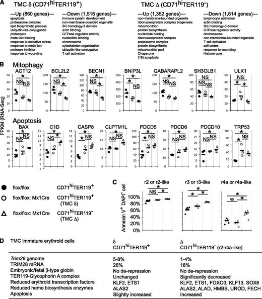 Figure 6. Genomic transcriptional alterations in immature Trim28 mutant erythroid cells. (A) Gene ontology analysis. Genes that exhibit statistically significant differences between control mice and Trim28 mutant mice in the RNA-Seq experiment were analyzed by DAVID bioinformatics resources,37 and the top 10 categories for each list are shown. (B) Fragments per kilobase of exon per million mapped fragments from RNA-Seq for mitophagy and apoptosis-related genes. (C) Apoptosis analysis. Cells were isolated from bone marrow 2 weeks after poly(I:C) treatment, stained with antibodies and FITC-conjugated annexin V, and analyzed by flow cytometry. The frequency of annexin V+ DAPI- early apoptotic cells in each erythroid progenitor population is shown. CD71hiTER119+ or CD71hiTER119- cells were further subdivided by forward scatter and CD44 expression. Each circle represents an individual animal, whereas the black bars represent the averages. Data represent a summary from 2 independent experiments. * indicates statistically significant P < .05. NS: not significant, P > .05. (D) Summary of the phenotypes observed in the TMC mutant mouse.