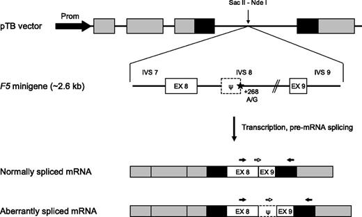 Figure 1. F5 minigene construct. (Top) Schematic representation of the F5 minigene construct. The pTB vector contains the promoter (black arrow) and exons 1 to 3 of the human α-globin gene (gray boxes) as well as exons 24 to 25 of the fibronectin-1 gene (black boxes). High transcription levels are ensured by an SV40 enhancer (not shown). The F5 minigene, encompassing the 3′ end of intron 7, exon 8, intron 8 (with or without the +268A>G mutation), exon 9 and the 5′ end of intron 9 of the F5 gene, was inserted between the vector’s unique Sac II and Nde I restriction sites. The position of the c.1296+268A>G mutation is marked by a star. The dotted box indicates the intronic pseudo-exon (ψ). (Bottom) Mature transcripts produced by the F5 minigene construct. The black arrows represent the primers used for qualitative analysis of the F5 mRNA; the white arrows represent the specific forward primers used to distinguish between the 2 differently spliced transcripts using real-time qPCR. EX, exon; IVS, intervening sequence (intron); Prom, promoter.