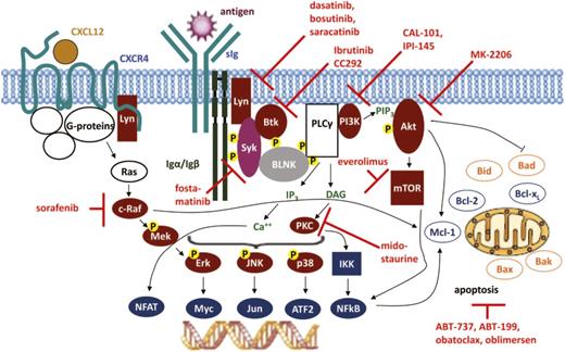 Figure 2. Targeting of BCR signaling as a therapeutic strategy in CLL. Red symbols and letters indicate new therapeutics as discussed in the text.