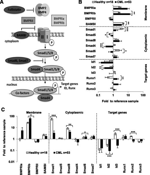 Figure 1. Expression of BMP signaling elements in primary CML cells. (A) Representative scheme of the BMP signaling pathway that displays the main components of the signaling cascade including extracellular (soluble molecules), membrane, cytoplasm, and nuclear-located responding elements, as well as some BMP target genes. Gene expression (by qPCR) of BMP signaling elements in healthy donor (open bars; n = 18) and CP-CML samples (closed bars; n = 53) at diagnosis for (B) the total number of mononuclear cells or (C) CD34+ immuno-selected hematopoietic cells. Results are expressed as fold change vs the reference value obtained for each gene, using the same CD34− healthy donor sample. *P < .05, **P < .005, and ***P < .0001 indicate differences between the gene expression levels in CML donor samples compared with healthy donor samples.