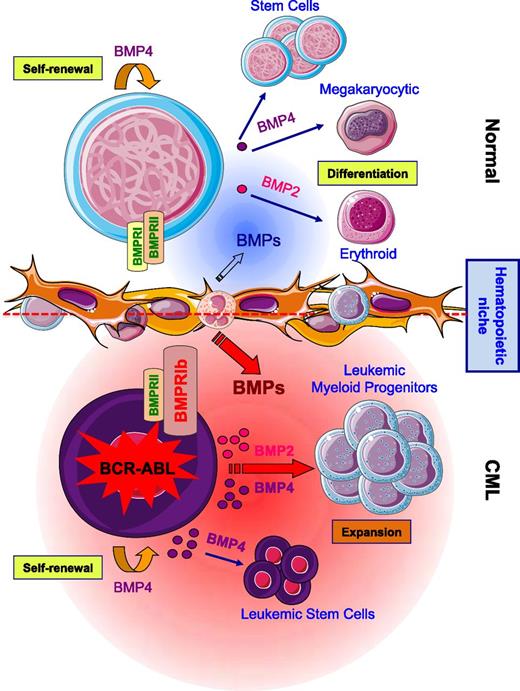 Figure 7. Proposed model for BMP pathway alteration effects on CML LSC survival and myeloid progenitor expansion.