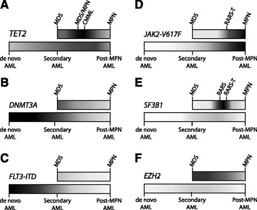 Figure 1. Distribution of mutations in myeloid malignancies. Some somatic mutations occur with relatively equal frequency across the spectrum of myeloid malignancies, while other mutations are enriched in particular pathological subtypes. Higher frequencies of mutation are portrayed with darker shading, and lower frequencies in lighter shading, along the spectrum of MDS to MPN (top bar) and AML (bottom bar). AML ontogeny is represented as a spectrum of de novo AML (no antecedent hematologic disorder), secondary AML (antecedent MDS), and post-MPN AML (antecedent MPN). (A) TET2 is an important regulator of stem cell self-renewal and myelomonocytic differentiation, consistent with the ubiquitous presence of TET2 mutations throughout myeloid malignancies, and with its striking enrichment in diseases with marked monocytosis, such as CMML. (B) DNMT3A mutations can be identified in a broad range of myeloid diseases, but are most frequent in de novo AML. (C) The FLT3 internal tandem duplication (FLT3-ITD) mutation drives myeloblast proliferation without inducing significant morphologic dysplasia, consistent with its strong association with de novo AML, but not with MDS, MPNs, or secondary AML. (D) The JAK2-V617F mutation causes a myeloproliferative phenotype, characteristic of MPNs, such as essential thrombocythemia (ET), polycythemia vera (PV), and primary myelofibrosis (PMF). (E) Mutations in SF3B1 are strongly associated with the presence of ring sideroblasts. Combinations of mutations can drive the composite features of overlap diseases, such as refractory anemia with ring sideroblasts (RARS) associated with marked thrombocytosis (RARS-T), where ∼50% possess the JAK2-V617F mutation and 70% harbor SF3B1 mutations.11 (F) EZH2 mutations are found most commonly across the MDS-MPN spectrum. Despite the adverse prognostic impact of EZH2 mutations in MDS, these mutations are exceptionally rare in AML, implicating mechanisms other than leukemic transformation for their negative clinical effect.