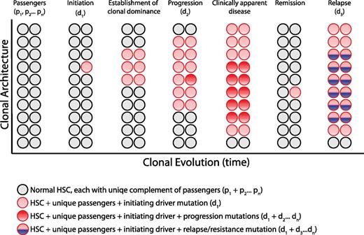 Figure 2. Clonal architecture and genetic heterogeneity. The normal bone marrow contains a heterogeneous mixture of equally represented HSC clones. Each normal HSC clone accumulates a unique set of passenger mutations throughout its lifespan, defining a clonal genetic mosaicism of normal hematopoiesis that is undetectable by bulk sequencing analysis. When 1 clone acquires a driver mutation that causes a selective growth advantage, depicted with a red circle, the progeny of this mutated cell gain clonal dominance and may cause clinically apparent disease. Within this dominant clone, additional mutations can cooperate to drive further clonal advantage, illustrated with darker red circles, and define genetically distinct subclones. Upon treatment, a myeloid malignancy can be driven into remission, although the persistence of any residual disease clones can serve as the substrate for relapse, potentially bearing a new mutation, depicted in blue.