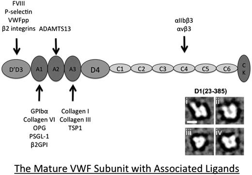 Figure 1. Diagram representing the revised annotation of the VWF mature subunit structure. This annotation, derived from electron microscopy analysis, demonstrates that the VWF D assemblies are composed of 4 smaller modules: VWF, 8-cysteine (C8), trypsin-like inhibitor (TIL), and E or fibronectin type 1-like modules (E). The previous B and C domains are now re-annotated as 6 tandem VWF C domains. The electron micrograph image of the D1 assembly shown here is from Zhou et al.9 As indicated, there is growing evidence that VWF interacts with a large number of ligands with a range of biological functions. VWFpp indicates VWF propeptide; OPG, osteoprotegerin; PSGL-1, P-selectin glycoprotein ligand-1; β2GPI, beta2 glycoprotein 1; and TSP1, thrombospondin 1.
