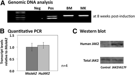 Figure 1. Molecular and protein analysis of murine JAK2V617F MKs. (A) Gel analysis of the PCR products from genomic DNA extracted from fresh BM cells and cultured MKs from JAK2V617F animals 8 weeks after pIpC induction. The upper band in the positive control (pos) corresponds to the recombined human JAK2V617F, and the lower band to the floxed allele. BM and MK samples only show the upper band confirming 100% recombination within these 2 cell populations. (B) Quantitative PCR looking at the relative level of the human JAK2V617F (HuJAK2) transcripts compared with the endogenous mouse Jak2 (MoJak2) in cultured MKs at 8 weeks postinduction. Both alleles are expressed at similar levels. Error bars represent standard deviation (SD) for 4 separate MK cultures. (C) Western blots of MK protein lysates from control and JAK2V617F animals. Total levels of JAK2 protein are similar between control and JAK2V617F MKs, but only the JAK2V617F MKs show the presence of the human JAK2 protein. The blot is representative of 4 different cultures.