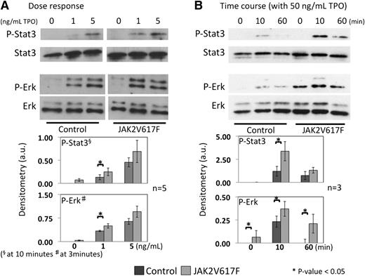 Figure 3. Dose response and time course analysis of MK signaling after TPO stimulation. Dose response (A) and time-course (B) analysis of MK signaling in response to TPO. Mature MKs derived from BM cultures of control and JAK2V617F animals were purified by means of a BSA gradient and starved of cytokines for 4 hours. They were then stimulated with the dose of TPO indicated and for various lengths of time. Cell lysates were subsequently analyzed by western blotting for evidence of signaling downstream of JAK2. Densitometry analysis confirmed a significant increase in phosphorylation of both ERK and STAT3 in response to TPO in JAK2V617F MKs. Error bars represent SD.