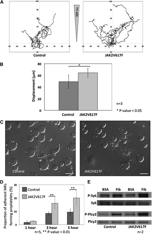 Figure 4. MK migration and proplatelet formation. (A) Cultured MKs from control and JAK2V617F mice were isolated by BSA gradient, and migration was assessed in a fibronectin-coated Dunn chamber under an SDF1α gradient. Each track represents an individual MK movement over a period of 4 hours. (B) Analysis of the data showed that JAK2V617F MKs migrated farther over the 4-hour time period compared with control MKs (n = 7 control MKs and 9 Jak2V617F MKs from 3 different cultures; error bars represent SD). (C) Proplatelet formation was assessed by plating culture-derived MKs from JAK2V617F and control animals onto fibrinogen-coated coverslips and fixing the cells at various time points before analysis using DIC microscopy (scale bars represent 50 μm). (D) The percentage of JAK2V617F MKs forming proplatelet at different time points was significantly increased compared with control MKs. Results are shown for 5 different MK cultures, with a minimum of 100 MKs analyzed in 5 different high-power fields for each individual experiment. Error bars represent SD. (E) Outside-in signaling downstream of integrin αIIbβ3 was studied in MKs adhered to fibrinogen (compared with unstimulated MKs plated onto BSA). The western blots show increased phosphorylation of Plcγ2 and Syk in JAK2V617F MKs adherent to fibrinogen compared with control MKs.