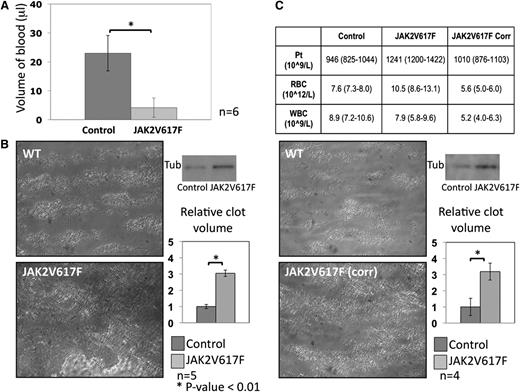 Figure 5. In vivo hemostasis and in vitro platelet aggregate formation. (A) Tail-bleeding assay measuring blood volume loss following removal of 2 mm from the tip of the tail in both control and JAK2V617F animals. Blood volume loss was significantly less in the JAK2V617F animals (n = 6; error bars represent SD). (B) Platelet aggregate formation was assessed in a collagen-coated flow chamber at arterial shear rate (1000 s−1) using whole blood anticoagulated with heparin and D-Phe-Pro-Arg-CMK. Surface coverage was increased in JAK2V617F animals as illustrated in the micrographs taken after 4 minutes of flow. Thrombi volume was assessed by protein quantification by western blot using a tubulin antibody. Densitometry results, expressed relative to control, show a statistically significant increase in thrombus formation in JAK2V617F animals (n = 5; error bars represent SD). (C) To determine whether this increase was a reflection of the raised platelet count in the JAK2V617F mice or attributable to an increase in platelet reactivity, the same experiments were performed after correcting the platelet count in JAK2V617F samples to control level by addition of mouse plasma. Mouse plasma was generated from heparinized mouse blood centrifuged at 150g to generate PRP and then 1000g to generate PPP. Blood counts pre- and postcorrection are presented in the top panel (mean and range). Surface coverage was again increased, and thrombi volume remained higher in the Jak2V617F samples compared with control (n = 4; error bars represent SD).