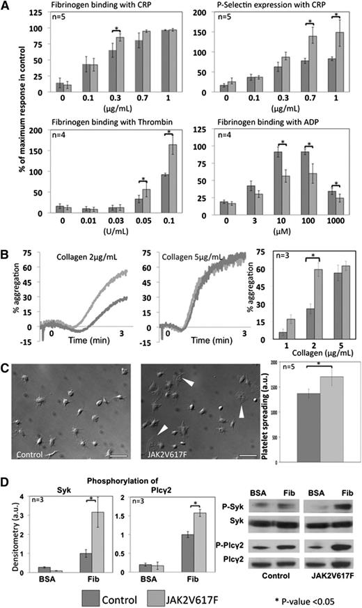 Figure 6. Platelet response to agonists and spreading. (A) Platelet response to CRP, thrombin, and ADP was assessed by flow cytometry in whole blood, measuring fibrinogen binding and P-selectin expression. Although the response to CRP and thrombin was significantly increased in JAK2V617F platelets, the reverse was observed in response to ADP. For each experiment, blood from control and JAK2V617F mice was tested in duplicate at each agonist concentration. P-selectin expression and fibrinogen binding are presented as a percentage of the maximal response obtained in control blood for each agonist. Error bars represent SD. (B) Platelet stimulation in response to collagen relies on the existence of shear. This was therefore measured in classical light transmission aggregometry at 3 different concentrations of collagen in at least 3 experiments comparing a control and JAK2V617F sample. Aggregation in response to collagen was significantly increased at a medium concentration (2 μg/mL) but not at higher concentrations. Error bars represent SD. (C) Platelet spreading was assessed by adhering control and JAK2V617F platelets onto a fibrinogen-coated surface in static conditions for 45 minutes at 37°C in 5 different experiments. Pictures were taken with a DIC microscope (scale bars represent 10 μm), and spreading measured using ImageJ software, counting at least 50 platelets for each sample. JAK2V617F platelets showed significantly greater spreading, including some platelets displaying full lamellipodia formation (white arrowheads) even in the absence of exogenous agonists. Error bars represent SD. (D) Outside-in signaling downstream of integrin αIIbβ3 was studied in platelets adhered to fibrinogen (compared with unstimulated platelets plated onto BSA-coated surface). The western blots show increased phosphorylation of Plcγ2 and Syk in JAK2V617F platelets adherent to fibrinogen compared with control platelets. Densitometry analysis confirmed that the difference observed was statistically significant (P < .05).