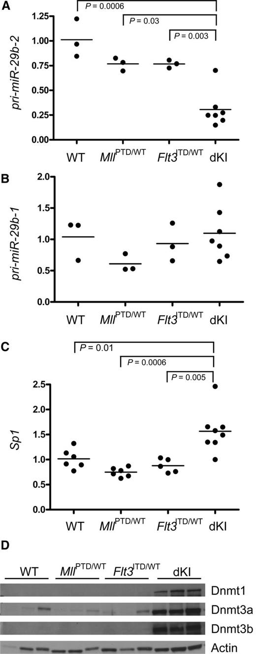 Figure 1. Dysregulation of miR-29b and Sp1 expression in MllPTD/wt:Flt3ITD/wt dKI leukemia. Real-time quantitative RT-PCR was performed on 3 to 8 bone marrow samples obtained from leukemic MllPTD/wt:Flt3ITD/wt dKI mice, single mutant MllPTD/wt mice, single mutant Flt3ITD/wt mice, or wild-type control, age-matched mice. (A) pri-miR-29b-2. (B) pri-miR-29b-1. (C) Sp1. (D) Immunoblotting for Dnmt1, 3a, and 3b was performed on whole cell lysates from bone marrow (n = 3 for each genotype). Actin was used as a loading control.