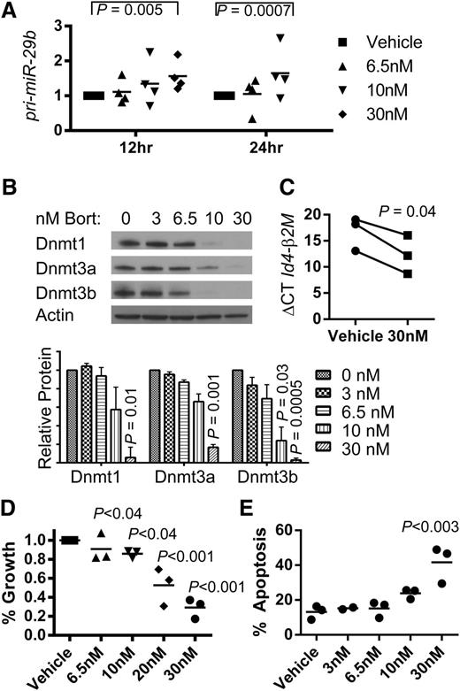 Figure 2. Effective targeting of the miR-29b and Dnmts in the dKI AML. Whole spleen cells isolated from secondary transplants of leukemic Ly5.2+ dKI mice were intravenously injected into sublethally irradiated Ly5.1+ syngeneic C57Bl/6 mice. Upon development of AML, Ly5.1 negative selection was performed on bone marrow cells to achieve >95% purity of the Ly5.2 AML blast population. Blasts were then cultured ex vivo in the presence of vehicle or bortezomib up to 24 hours. Each experiment was performed 3 or 4 times as independent replicates. (A) Real-time RT-PCR quantification of pri-miR-29b-2 after 12 and 24 hours of culture in phosphate-buffered saline (vehicle) or various concentrations of bortezomib as indicated in the key. (B) Representative immunoblot of Dnmt1, Dnmt3a, and Dnmt3b on whole cell lysates collected after 24 hours of treatment with vehicle (0), 3, 6.5, 10, or 30 nM bortezomib. Graph shows quantification of protein/actin ratios between vehicle and bortezomib-treated cells calculated from 3 independent experiments. (C) Real-time RT-PCR quantification of Id4 gene expression in murine AML. A decrease in the ΔCT for Id4 was calculated using β-2 microglobulin as an internal control and signifies an increase in Id4 gene expression following 24 hours of culture in 30 nM of bortezomib. (D) Changes in cell growth measured by MTS assays. (E) Changes in apoptosis measured by Annexin V and 7-AAD staining and flow cytometry. (D-E) P values indicate significance of each treatment group compared with vehicle.