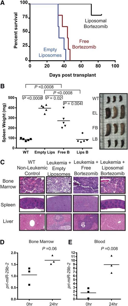 Figure 3. In vivo bortezomib treatment of MllPTD/wt:Flt3ITD/wt dKI mice. Whole spleen cells isolated from secondary transplants of leukemic Ly5.2+ dKI mice were intravenously injected into sublethally irradiated Ly5.1+ syngeneic C57Bl/6 mice. Upon development of leukemia, as measured by WBC counts >11 K/µL, treatment was initiated as the following: 1 mg/kg IV twice per week for 2 weeks followed by 2.5 mg/kg IV twice per week for 2 weeks. (A) Kaplan-Meier survival curve. n = 5 for each group. Median survival times: 34 days vehicle, 45 days free bortezomib, not reached with liposomal bortezomib. At 90 days posttransplant, remaining liposomal bortezomib–treated mice were euthanized. (B) Spleen images and weights of mice treated with vehicle, empty liposomes, free bortezomib, or liposomal bortezomib at time of euthanization. n = 5 for each group. (C) Bone marrow, spleen, and liver were stained with hematoxylin and eosin to show normal morphology and lack of infiltrating leukemic blasts in the liposomal bortezomib–treated mice. Slides from 3 individual mice from each treatment group were read in a blinded manner by a pathologist. A representative example is shown for each group. Empty liposomes or free bortezomib–treated mice showed significant blast infiltration in all tissues and loss of normal morphology. Bars represent 50 µm for BM, 500 µm for spleen, and 100 µm for liver. (D-E) RNA was isolated from whole bone marrow (D) or blood (E) taken 0 (n = 3) or 24 (n = 3) hours after a single 1 mg/kg dose of bortezomib on leukemic mice. After complementary DNA preparation, real-time RT-PCR was performed for pri-miR-29b-2.