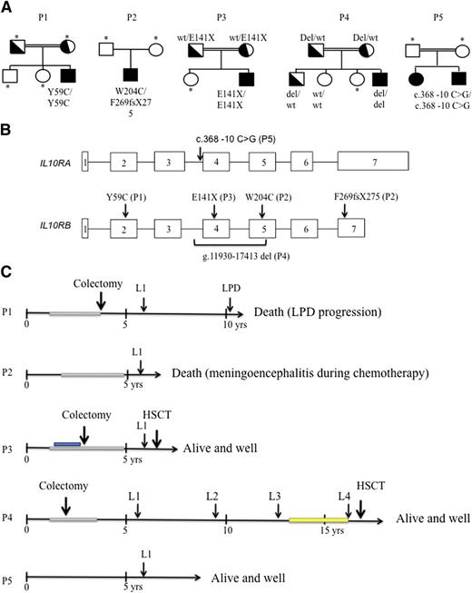 Figure 1. Genetic characteristics, time course of lymphoma development, and treatment in patients with IL-10R deficiency. (A) Pedigrees of the 5 patients with IL-10R1– and IL-10R2–deficient patients. Consanguinity (double horizontal bars), affected individuals (black boxes and circles), carriers (half-filled boxes and circles), and subjects not available for participation in the study (asterisks) are indicated. P1 carried a homozygous missense mutation in exon 2 (p.Y59C) of the IL-10RB gene. This mutation was absent from genome databases (including HGMD, Ensembl, and 1000 Genomes). P2 was a heterozygous composite with a frameshift mutation in exon 7 (F269fsX275) and a missense mutation in exon 5 (p.W204C) of IL-10RB. P3 carried an homozygous nonsense mutation in exon 3 of IL-10RB (p. E141X, as previously reported by Begue et al8). P4 displayed homozygous deletion (g.11930-17413 del) in IL-10RB. P5 carried a homozygous c.368-10 C>G mutation in intron 3 of IL-10RA. (B) Positions of the IL-10RA and IL-10RB mutations within the gene sequence. (C) Time course of lymphoma development and treatment. Immunosuppressive treatment with azathioprine is represented as a gray rectangle, and administration of an anti–tumor necrosis factor antibody is shown in blue. Maintenance therapy with 6-mercaptopurine and methotrexate was given in P4 after remission of L3 and is represented by a yellow rectangle. P1 (IL-10R2) died as a result of the progression of EBV-positive Hodgkin-like lymphoproliferative disease (LPD) (despite chemotherapy); P2 (IL-10R2) died of meningoencephalitis (of undetermined etiology) that occurred during chemotherapy; P3 (IL-10R2) was in remission from lymphoma when he received a transplant from a mismatched family donor and is now alive and well 12 months after HSCT; P4 (IL-10R2) was in remission from L4 when he received a transplant from a geno-identical sibling. He is alive and well 18 months after HSCT. P5 (IL-10R1) is in remission from lymphoma and is alive and well 3.4 years after completion of chemotherapy (HSCT is pending). wt, wild-type; yrs, years; occurrence shown by arrows (↓).